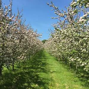 https://bowhayes-farm-camping-and-glamping.exeterhotels.net